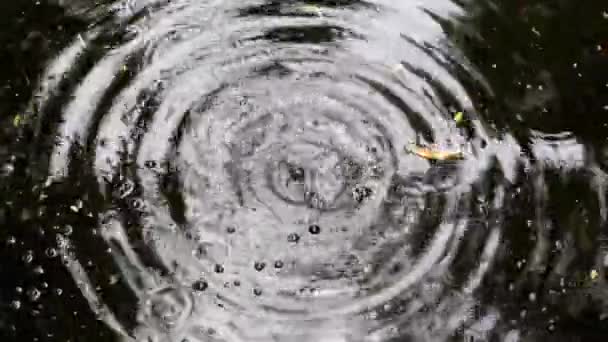 落下する水滴は さざ波状の池の水に大きな毛細管波を作り出します 水面には落ち葉や黄色いアカシアの花が浮かんでいます — ストック動画