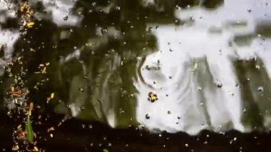 Sonbahar güzeli. Çeşitli dökülen yapraklar ve su yüzeyinde yüzen sarı akasya çiçekleri. Bazı su dalgaları sualtı balık hareketi nedeniyle görülebilir..