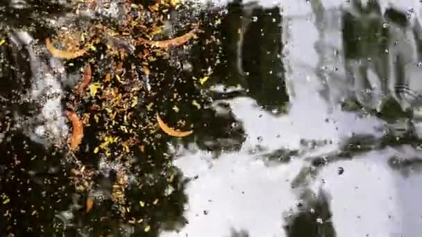 Beleza Outono Vários Tipos Folhas Caídas Flores Amarelas Acácia Flutuando — Vídeo de Stock