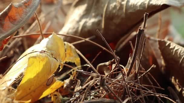 Belleza Otoñal Varias Hojas Secas Caídas Ramas Árboles Con Barringtonia — Vídeos de Stock