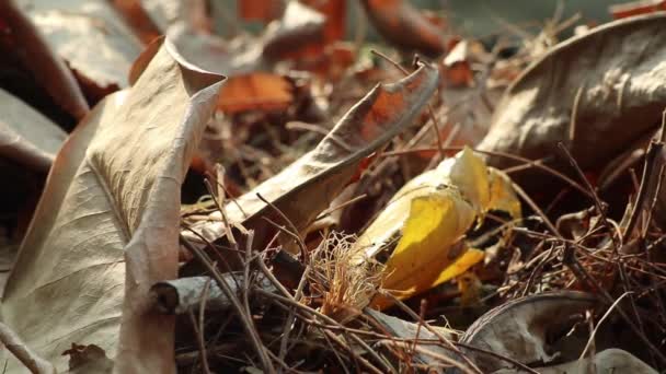 Herbstschönheit Große Abgefallene Blätter Und Blüten Von Barringtonia Asiatica Bekannt — Stockvideo