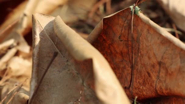 Herbstschönheit Große Getrocknete Abgefallene Blätter Von Barringtonia Asiatica Auf Dem — Stockvideo