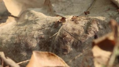 Sonbahar güzeli. Barringtonia Asiatica 'nın büyük bir yaprağı. Balık zehri ağacı olarak bilinir. Etrafında diğer ağaç yaprakları vardır..