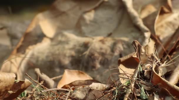 Φθινοπωρινή Ομορφιά Διάφορα Πεσμένα Ξερά Φύλλα Και Κλαδιά Δέντρων Barringtonia — Αρχείο Βίντεο