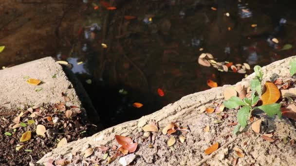 Friedlicher Herbstteich Ende Eines Betonabflussrohres Blätter Von Samanea Saman Auch — Stockvideo