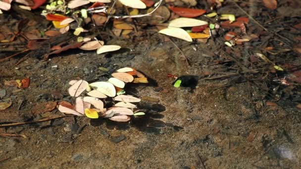 Schöner Und Friedlicher Herbstlicher Sumpfweiher Die Blätter Von Samanea Saman — Stockvideo