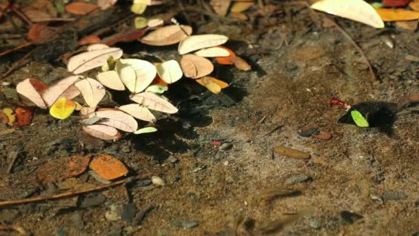 Beautiful Peaceful Autumn Pond Leaves Samanea Saman Also Known Rain — Stock Video