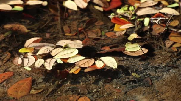 Beautiful Peaceful Autumn Swamp Pond Leaves Samanea Saman Also Known — Stock Video