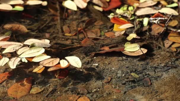 Schöner Und Friedlicher Herbstlicher Sumpfweiher Die Blätter Von Samanea Saman — Stockvideo