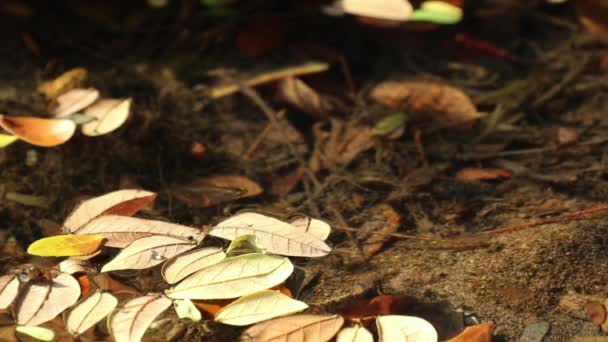Beau et paisible étang de marais d'automne. Les feuilles de Samanea saman, également connu sous le nom d'arbre de pluie, flottent sur l'eau de l'étang où les débris végétaux en décomposition coulent. Les petits poissons nagent dans les eaux claires et peu profondes.