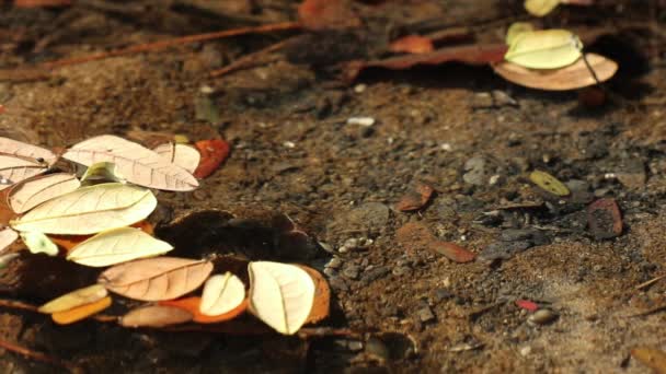 Hermoso Tranquilo Estanque Otoño Las Hojas Samanea Saman También Conocido — Vídeos de Stock