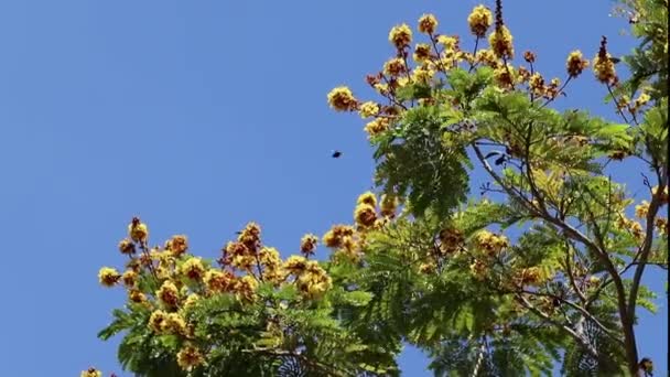 Heldere Geurige Bloemen Van Peltophorum Pterocarpum Ook Bekend Als Gele — Stockvideo