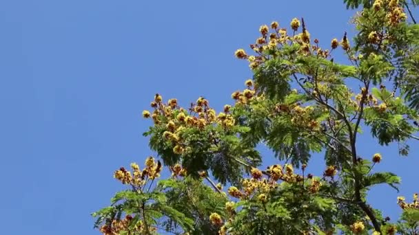 Flores Brilhantes Perfumadas Peltophorum Pterocarpum Também Conhecidas Como Poinciana Amarela — Vídeo de Stock