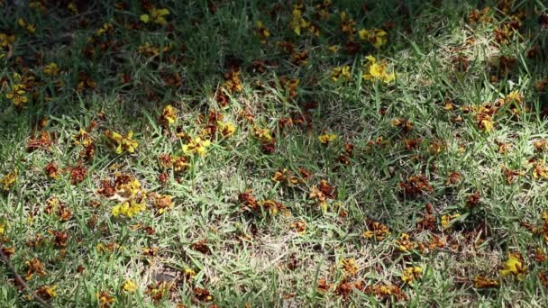 Flores Caídas Peltophorum Pterocarpum Também Conhecido Como Poinciana Amarela Copperpod — Vídeo de Stock