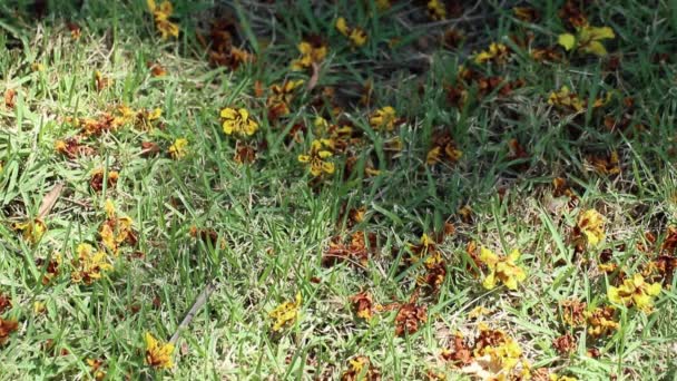 Flores Caídas Peltophorum Pterocarpum También Conocido Como Poinciana Amarilla Copperpod — Vídeos de Stock