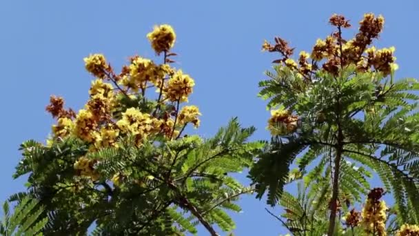 Φωτεινά Ευωδιαστά Λουλούδια Και Μπουμπούκια Peltophorum Pterocarpum Επίσης Γνωστό Κίτρινο — Αρχείο Βίντεο