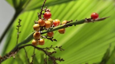 Pritchardia Pacifica 'da olgunlaşmış meyveler, aynı zamanda Fiji hayran palmiyesi olarak da bilinir, hafif esintide güzelce sallanıyor.
