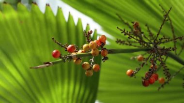 Pritchardia Pacifica 'da olgunlaşmış meyveler, aynı zamanda Fiji hayran palmiyesi olarak da bilinir, hafif esintide güzelce sallanıyor.