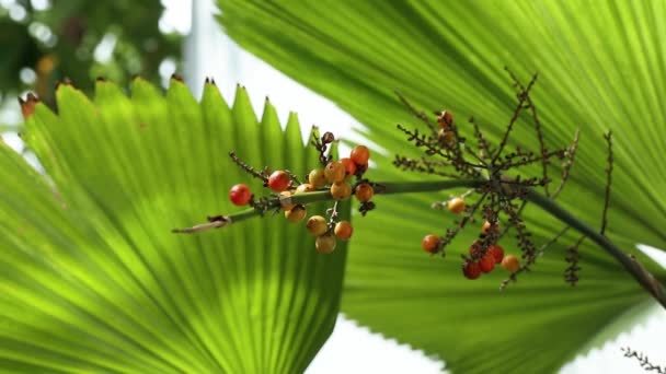 Amadurecendo Frutas Pritchardia Pacifica Também Chamado Palmeira Fiji Lindamente Balançando — Vídeo de Stock