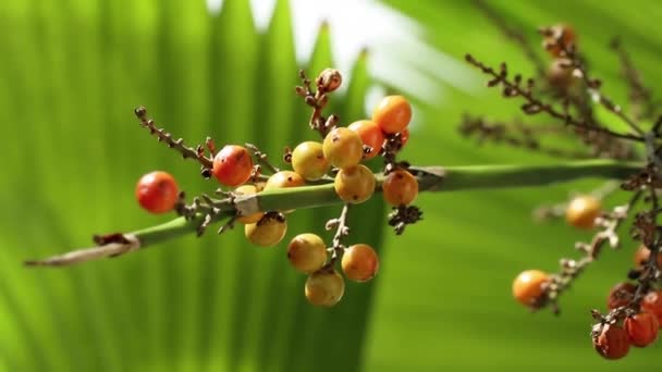 Frutti Maturi Sulla Pritchardia Pacifica Chiamata Anche Palma Ventaglio Delle — Video Stock