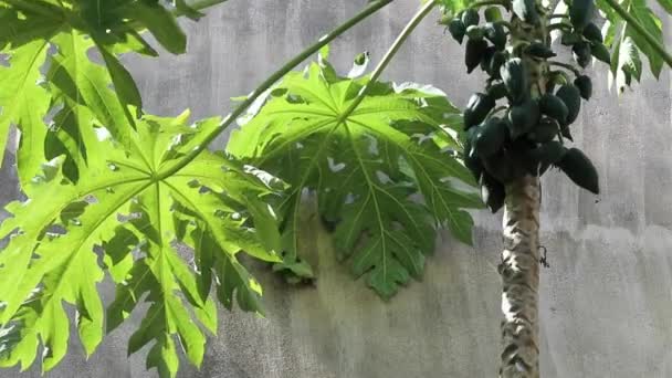 Carica Papaya Standing Next Gray Concrete Wall Swaying Beautifully Breeze — Stock Video