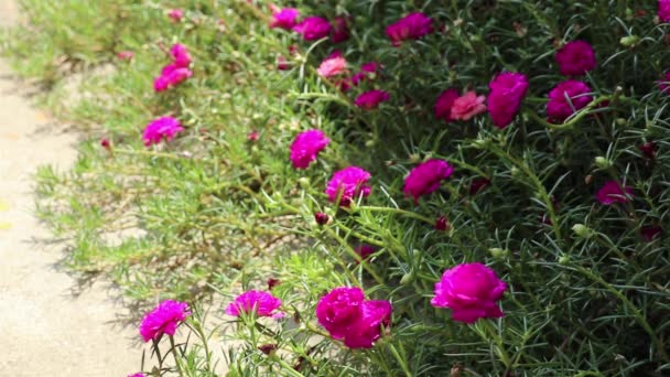 Magenta Flores Portulaca Grandiflora Também Chamado Rosa Musgo Musgo Rosa — Vídeo de Stock