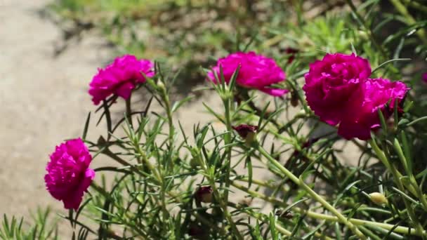 Belles Fleurs Magenta Portulaca Grandiflora Sous Soleil Éclatant Également Appelé — Video