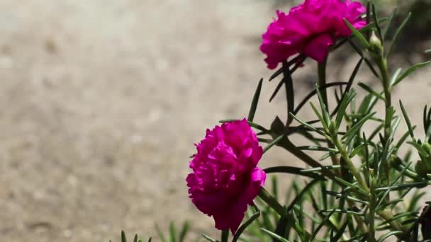 Όμορφη Ματζέντα Λουλούδια Της Portulaca Grandiflora Κάτω Από Φως Του — Αρχείο Βίντεο