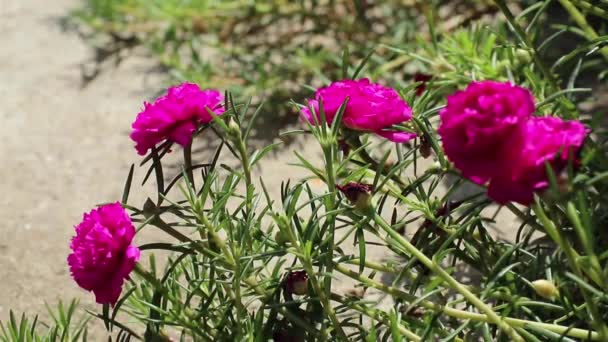 Wunderschöne Magentafarbene Blüten Von Portulaca Grandiflora Unter Hellem Sonnenlicht Auch — Stockvideo