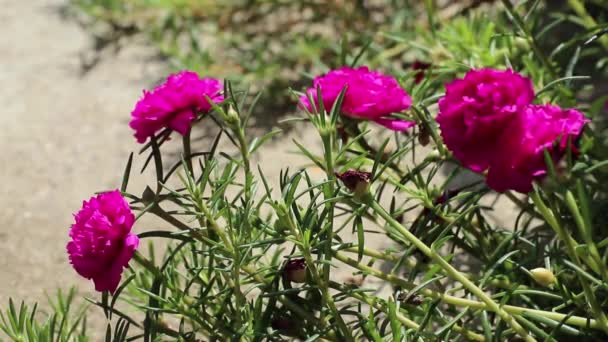 Lindas Flores Magenta Portulaca Grandiflora Sob Luz Solar Brilhante Também — Vídeo de Stock