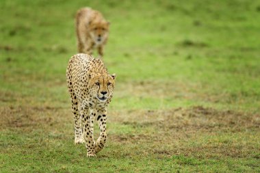 Doğa arka plan üzerinde iki leopar