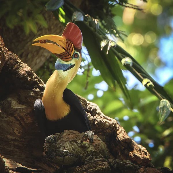  Dala tünemiş Toucan kuş portresi 