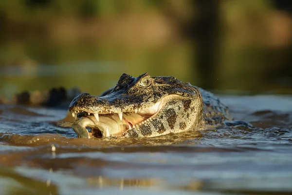 Caiman timsah emici atış Ekvator Vahşi Amazon havzasında ısı 