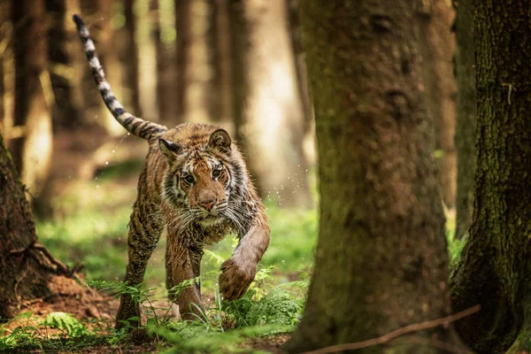 Siberische Tijger Panthera Tigris Altaica Lage Hoek Foto Directe Weergave — Stockfoto