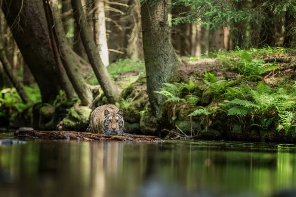 西伯利亚虎 低角度照片在直接视图中 在水中直接在相机四处飞溅的水运行 攻击行动的食肉动物 老虎在针叶林环境 — 图库照片