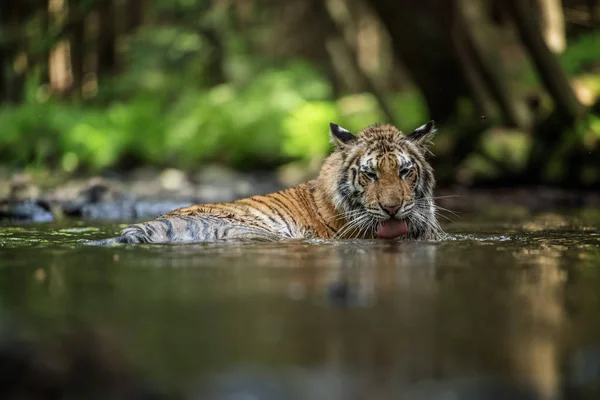 Sibirya kaplanı, Panthera tigris altaica, düşük açılı fotoğraf kamera doğrudan su etrafında sıçramasına su ile çalışan doğrudan görünümünde. Eylem saldıran yırtıcı hayvan. Tayga ortamında kaplan