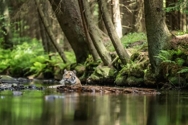 Sibirya kaplanı, Panthera tigris altaica, düşük açılı fotoğraf kamera doğrudan su etrafında sıçramasına su ile çalışan doğrudan görünümünde. Eylem saldıran yırtıcı hayvan. Tayga ortamında kaplan