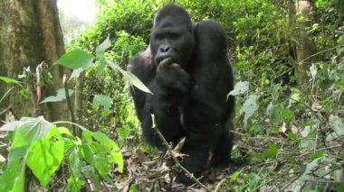 Afrika orman, yüz yüze doğa yaşam alanı, çok detaylı, Afrika yaban hayatı, Gorilla goril goril karanlığında Doğu ova goril.