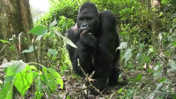 Gorilla Pianura Orientale Nel Buio Della Giungla Africana Faccia Faccia — Video Stock