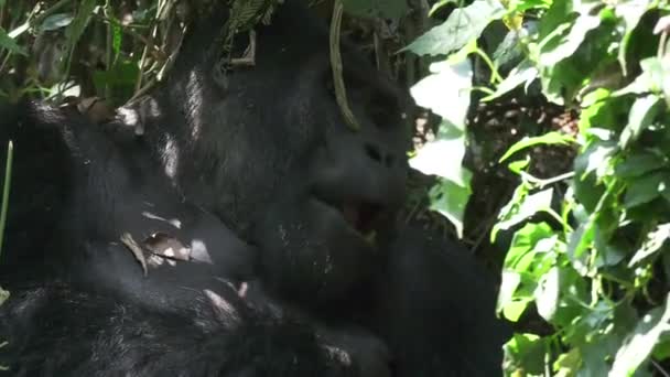Gorille des plaines orientales dans l'obscurité de la jungle africaine, face à face dans l'habitat naturel, grands détails, faune africaine, Gorille gorille gorille .
