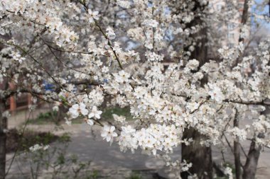Çiçekli dallar meyve ağacının