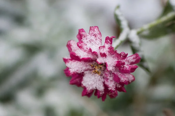 Zinnia Flower First Snow — Stock Photo, Image