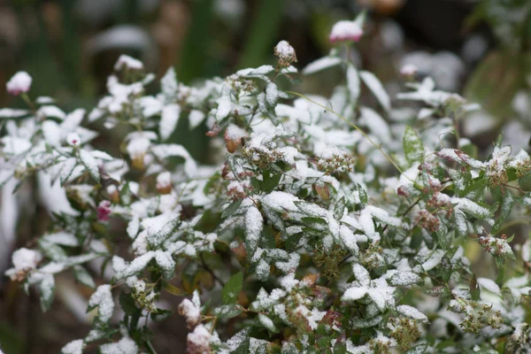 Green Spiraea Shrub First Snow — Stock Photo, Image