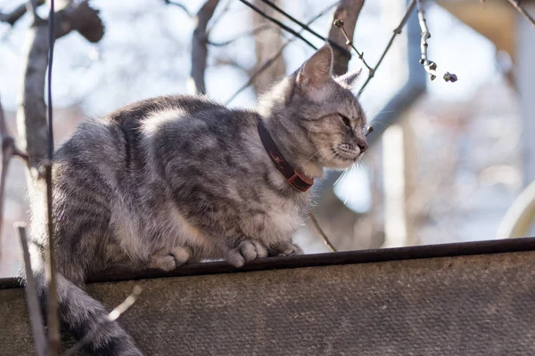 Cat Fence — Stock Photo, Image