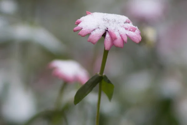 Kar Altında Zinnia Çiçeği — Stok fotoğraf