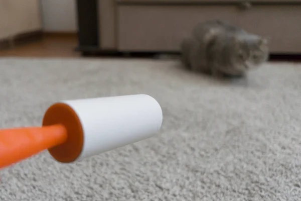 Sticky roller cleans the carpet from cat hair — Stock Photo, Image