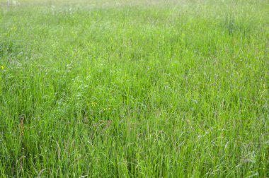 Yeşil çim fotoğraf arka plan veya doku. Taze uzun bahar yeşil çim yakın çekim görüntüsü. Güzel parlak yeşil çim alan. Tasarım unsuru. Doğal arka plan.