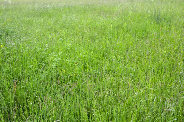 绿草照片背景或质地 清新长青草的特写图像 美丽明亮的绿草田野 设计元素 自然背景 — 图库照片