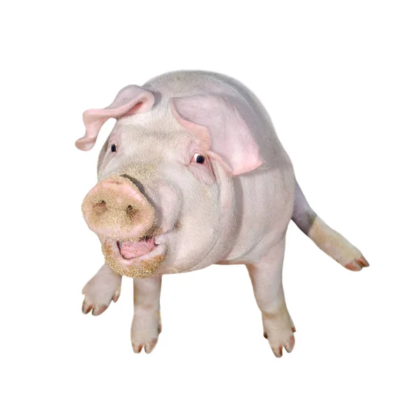 Pig Isolated White Full Length Very Funny Cute Pink Pig — Stock Photo, Image