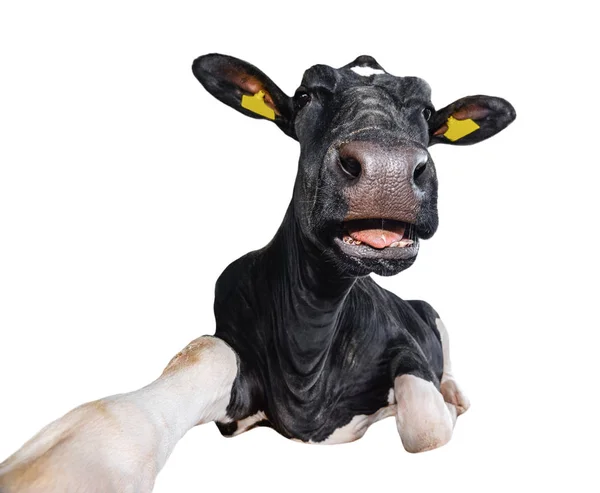 Funny Cow Lying Isolated White Background Black White Cow Close — Stock Photo, Image